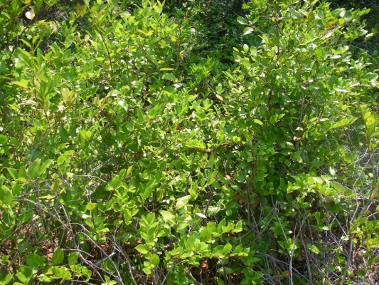 Fetterbush